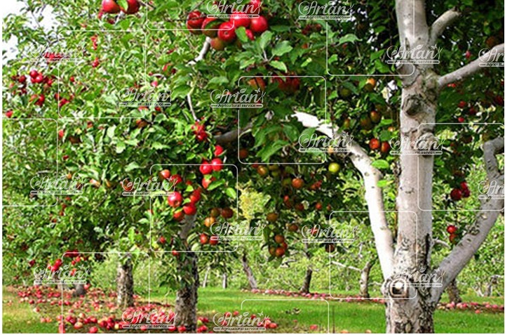 اقلیم های ایران برای کاشت درختان میوه